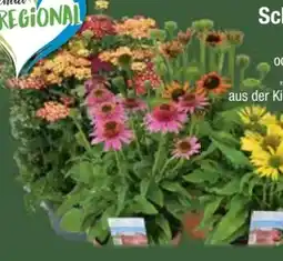 E-Center Trio-Schafgarbe Angebot