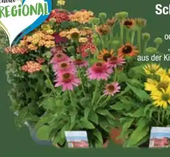 E-Center Trio-Schafgarbe Angebot