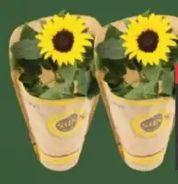 E-Center Sunsation Sonnenblumen Angebot