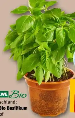 REWE Center Rewe Bio XXL Basilikum Angebot