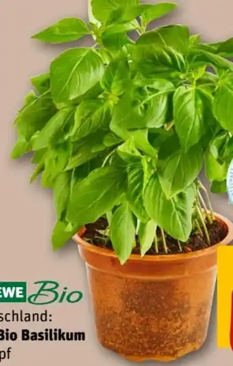 REWE Center Rewe Bio XXL Basilikum Angebot