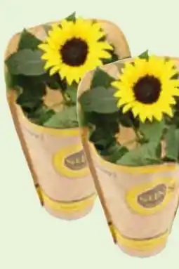 Edeka Sunsation Sonnenblumen Angebot