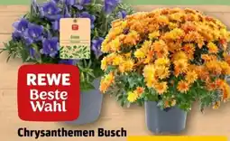 REWE Center Rewe Beste Wahl Chrysanthemen Busch Angebot