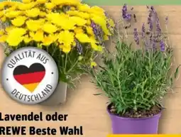REWE Center Lavendel Angebot