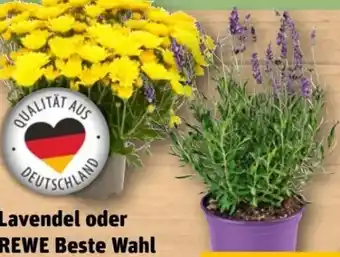 REWE Center Lavendel Angebot