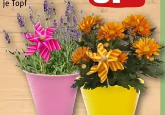 REWE Center Chrysantheme Angebot