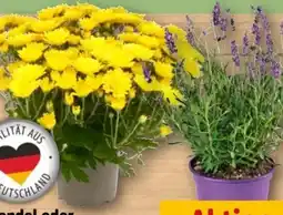 REWE Lavendel Angebot