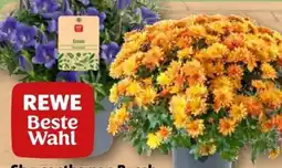 REWE Rewe Beste Wahl Chrysanthemen Busch Angebot