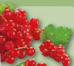 REWE Center Rewe Regional Johannisbeeren Angebot