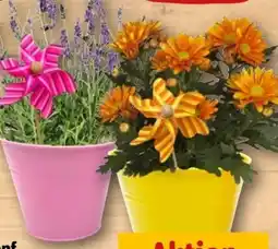REWE Chrysantheme Angebot