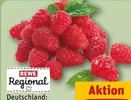 REWE Rewe Regional Himbeeren Angebot
