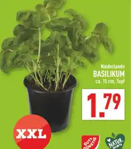 Marktkauf Basilikum Angebot