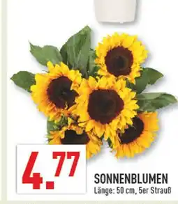 Marktkauf Sonnenblumen Angebot