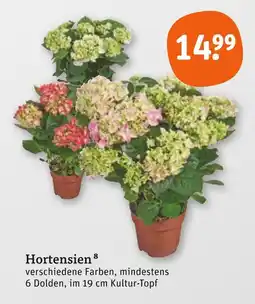 tegut Hortensien Angebot
