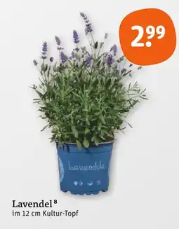 tegut Lavendel Angebot