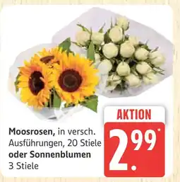Marktkauf Moosrosen Angebot