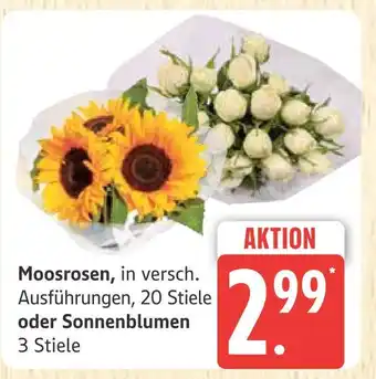 Marktkauf Moosrosen Angebot