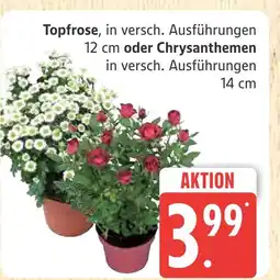 Marktkauf Topfrose Angebot