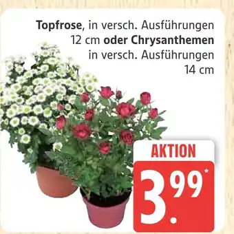 Marktkauf Topfrose Angebot