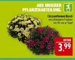 Marktkauf Chrysanthemen busch Angebot