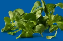 Lidl Bio-Feldsalat Angebot