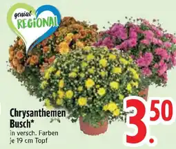 Edeka Chrysanthemen Busch Angebot