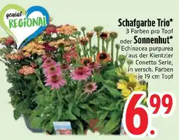 Edeka Schafgarbe Trio oder Sonnenhut Angebot