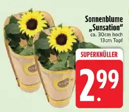 Edeka Sonnenblume „Sunsation Angebot