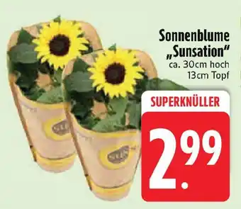 Edeka Sonnenblume „Sunsation Angebot