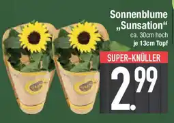 E-Center Sonnenblume ,,Sunsation Angebot