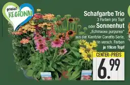 E-Center Schafgarbe Trio oder Sonnenhut Angebot