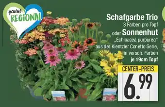 E-Center Schafgarbe Trio oder Sonnenhut Angebot