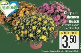 E-Center Chrysan- themen Busch Angebot