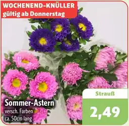 Aktiv Irma Sommer-Astern Angebot
