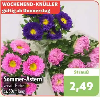 Aktiv Irma Sommer-Astern Angebot