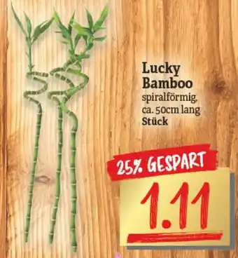 NP Discount Lucky Bamboo Angebot