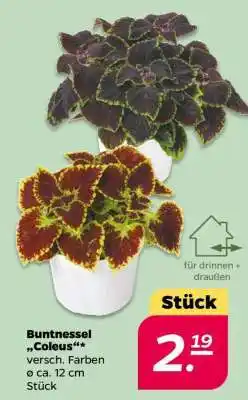 NETTO Buntnessel 'Coleus' Angebot