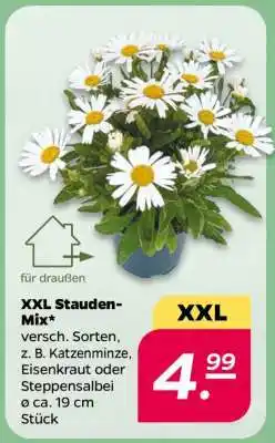 NETTO XXL Stauden Mix Angebot