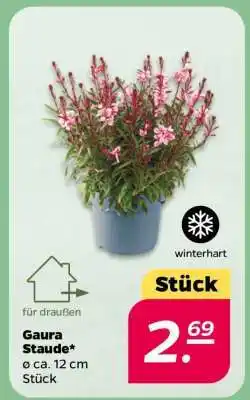 NETTO Gaura Staude Angebot