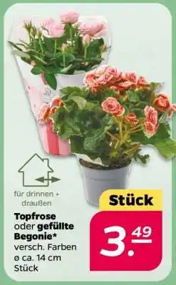 NETTO Topfrose oder gefüllte Begonie Angebot