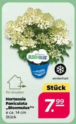 NETTO Hortensie Paniculata 'Bloomulus' Angebot