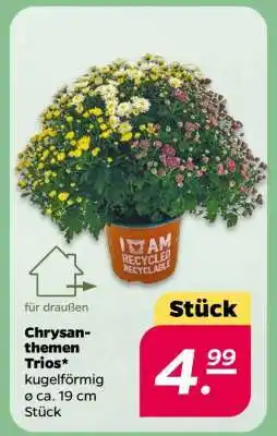 NETTO Chrysanthemen Trios Angebot