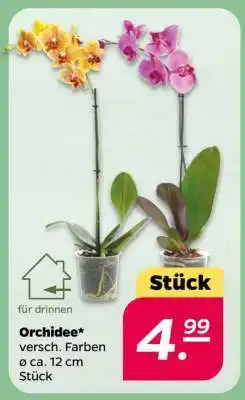 NETTO Orchidee Angebot