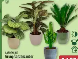 Aldi Nord Gardenline Grünpflanzenzauber Angebot