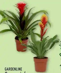 Aldi Nord Gardenline Guzmanie Angebot