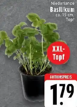 Edeka Basilikum Angebot