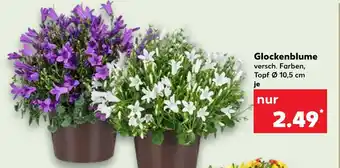 Kaufland Glockenblume Angebot