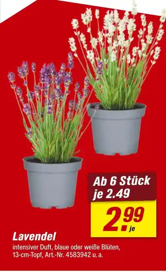 toom Baumarkt Lavendel Angebot
