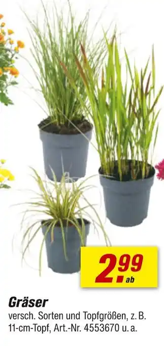 toom Baumarkt Gräser Angebot