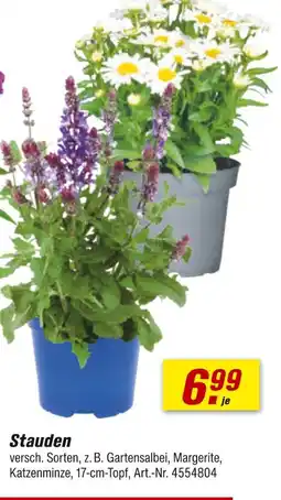 toom Baumarkt Stauden Angebot